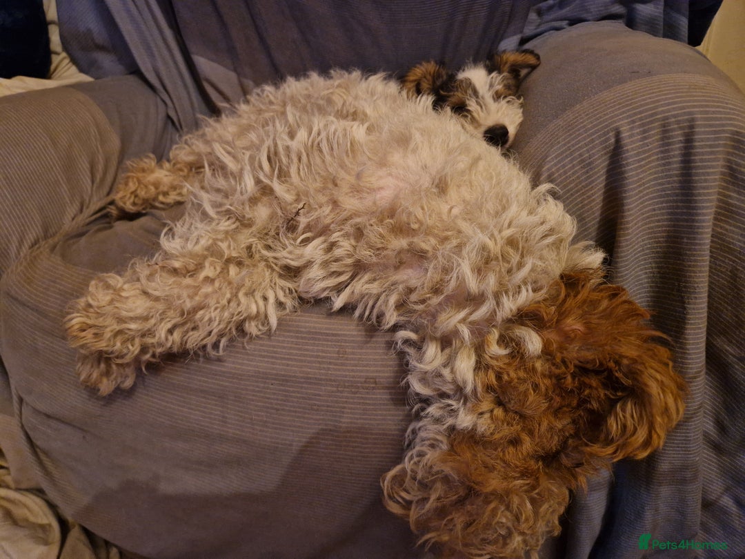 Fox Terrier dogs for sale: Adorable baby boy looking for a forever family - Advert 2