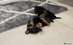 Yorkshire Terrier dogs for sale: Yorkshire terrier puppies  - Image 1