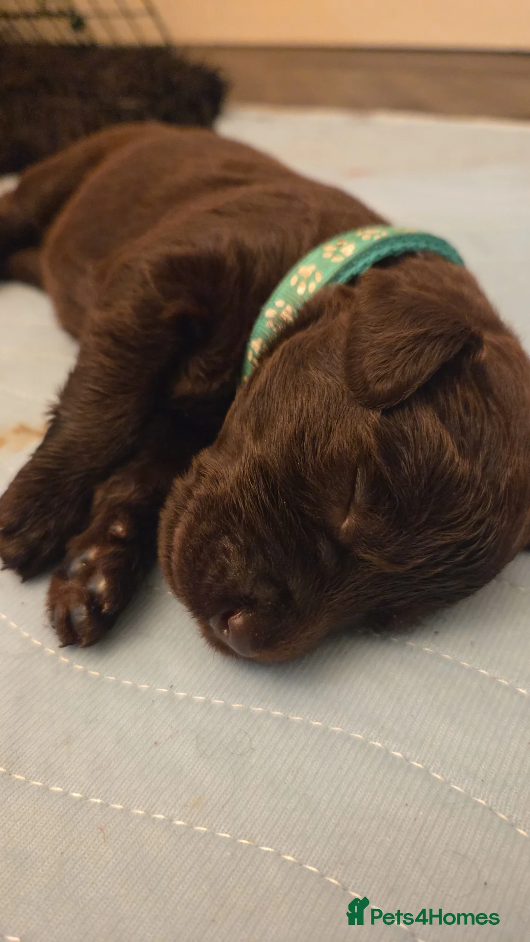 Labradoodle dogs for sale: Labrodoodle Puppies - Advert 10