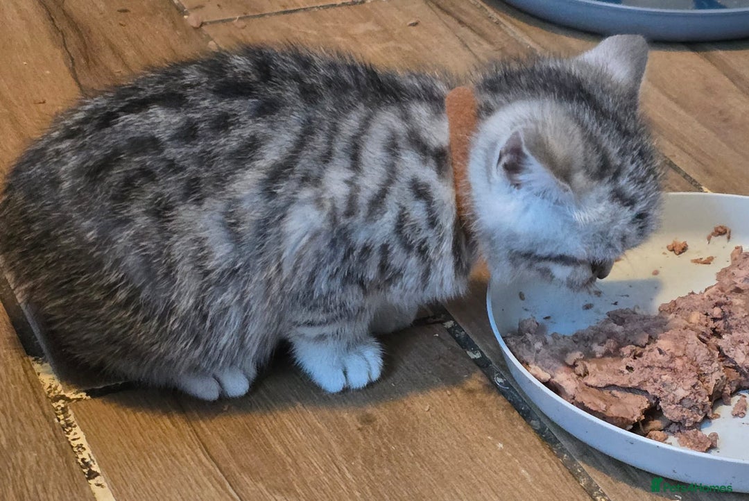 British Shorthair cats for sale: Beautiful bsh kittens  - Image 13