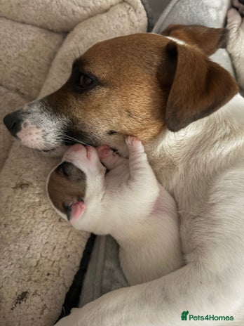 Jack Russell dogs - Advert 15