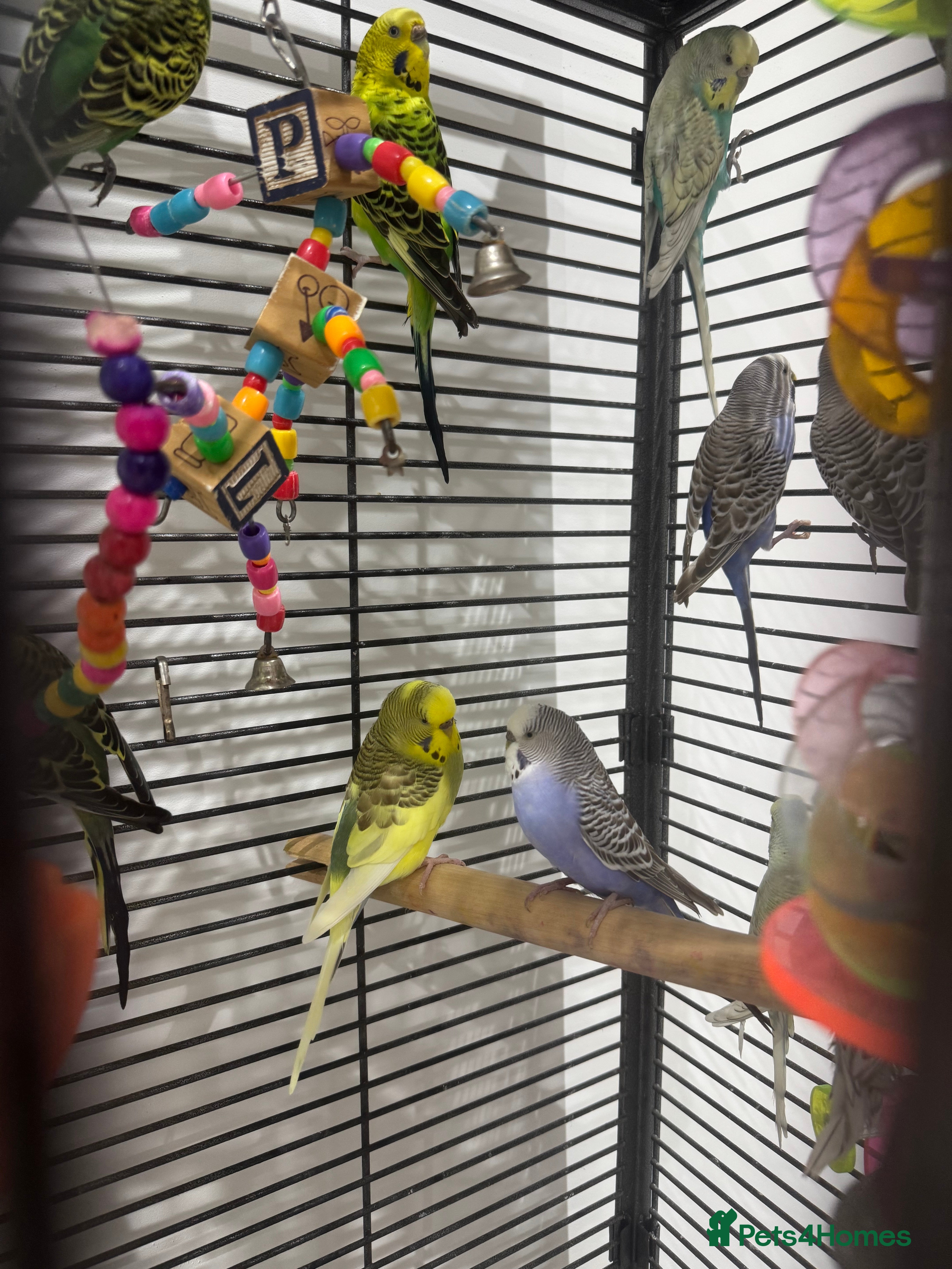 Budgerigars birds Budgies for Sale 17 in total - Advert 1