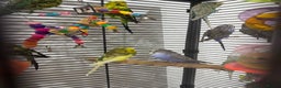 Budgerigars birds for sale: Budgies for Sale 17 in total - Advert 1