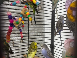 Budgerigars birds Budgies for Sale 17 in total - Advert 8