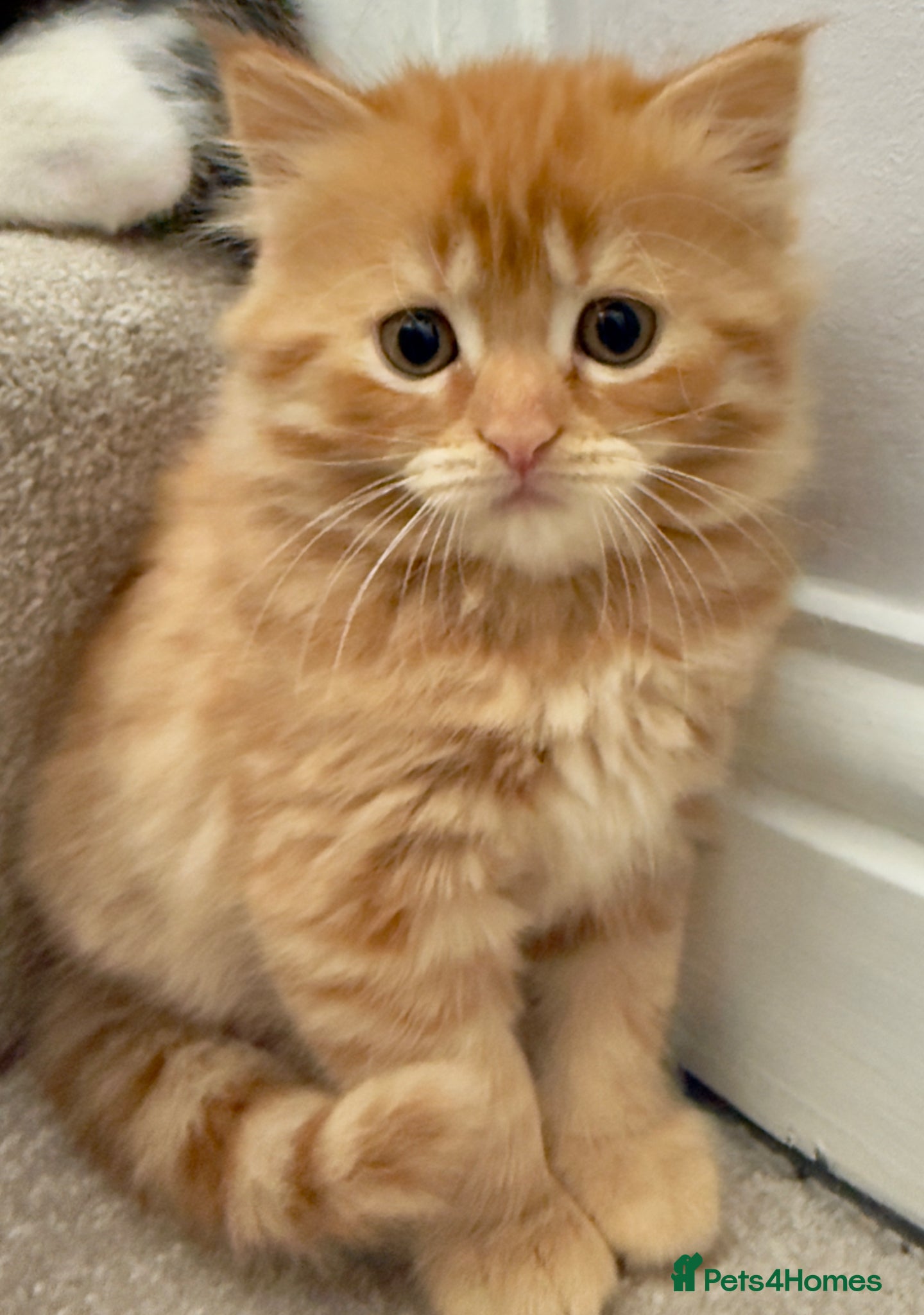 Mixed Breed cats 3 fluffy ginger kittens - Advert 6