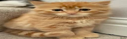 Mixed Breed cats for sale: 3 fluffy ginger kittens - Advert 1