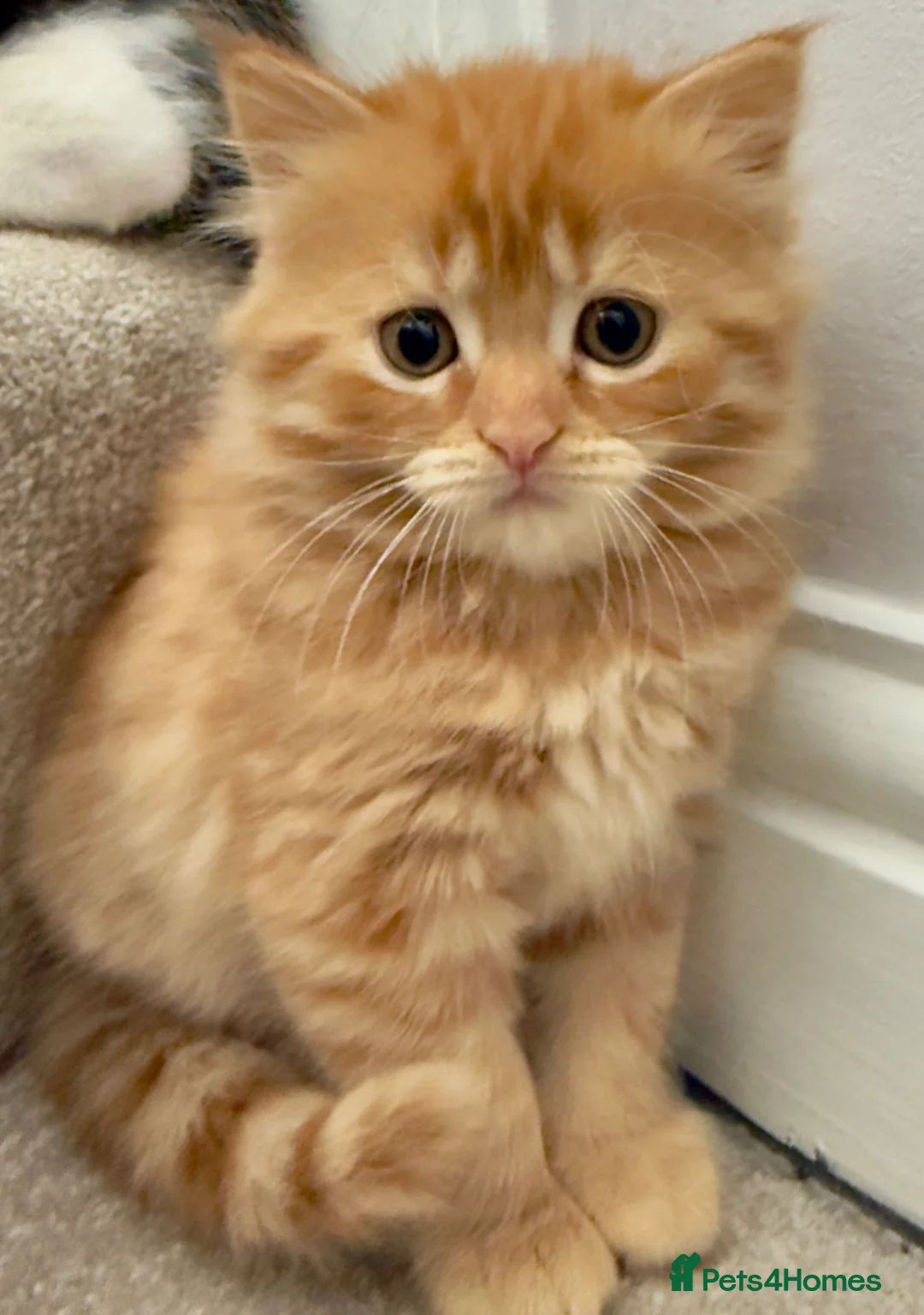 Mixed Breed cats for sale: 3 fluffy ginger kittens - Advert 1