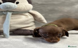 Miniature Dachshund dogs for sale: Miniature dachshund  - Image 7