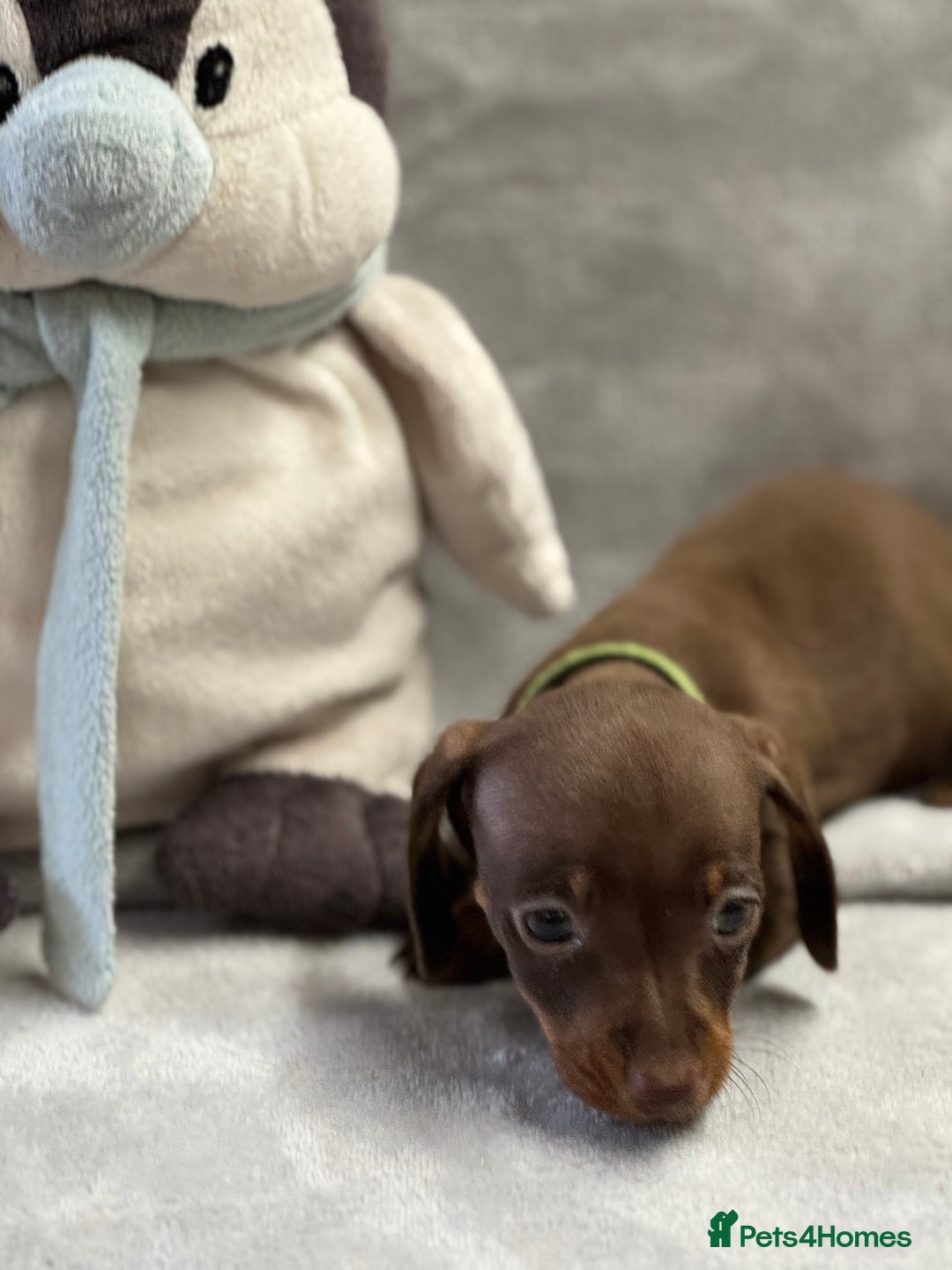 Miniature Dachshund dogs for sale: Miniature dachshund  - Image 7