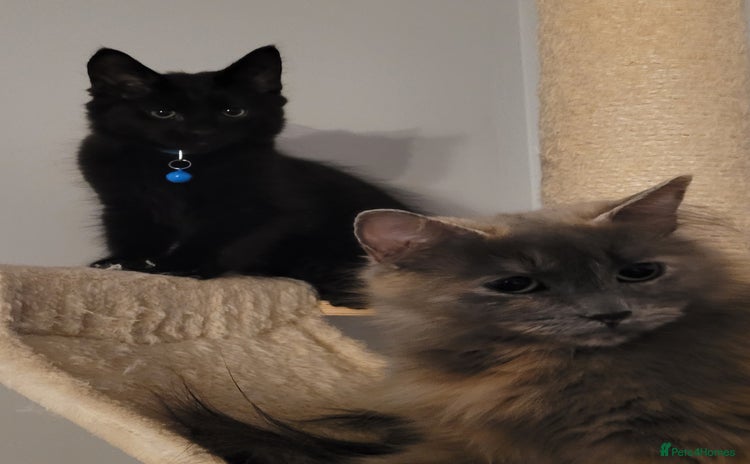 Maine Coon cats - Advert 14