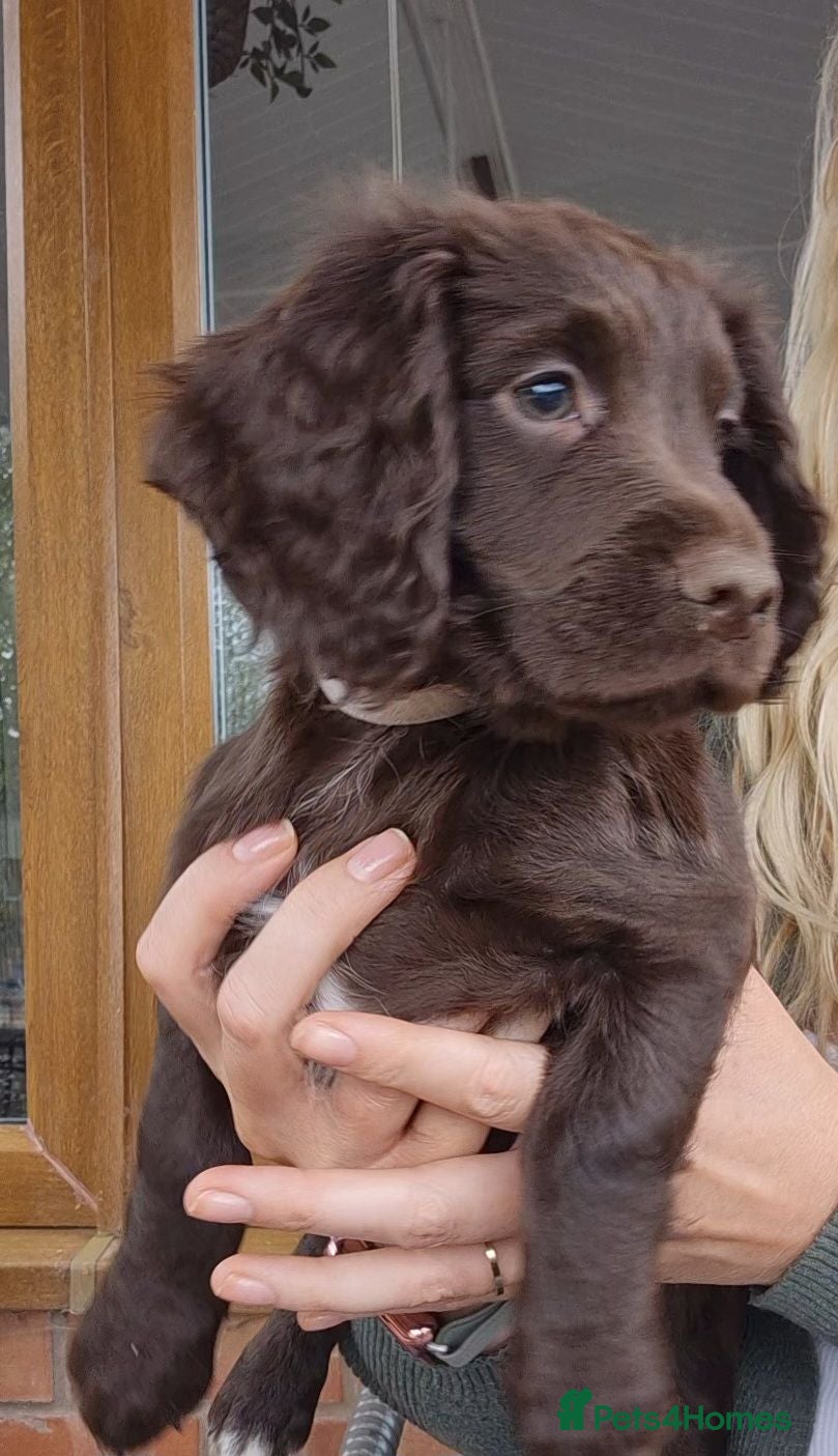 Sprocker dogs 🩷1 left🩷 Working Sprocker Chocolate Puppies  - Advert 2