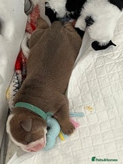 English Bulldog Puppy 3