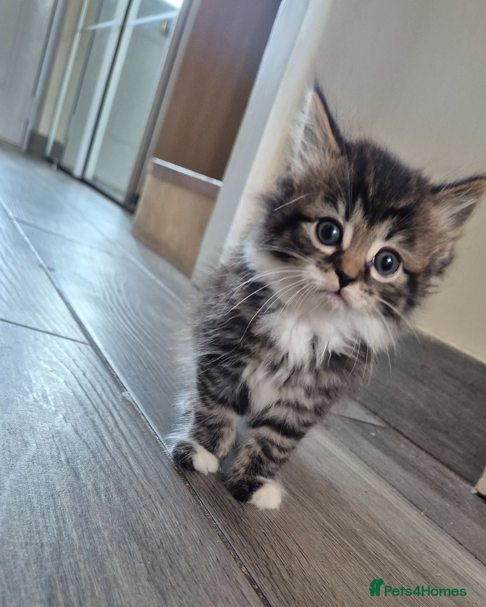 Mixed Breed cats Adorable Kittens for sale - Advert 1