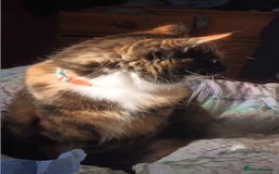 British Longhair cats for sale: Calico kitty for sale - Bella - Image 2