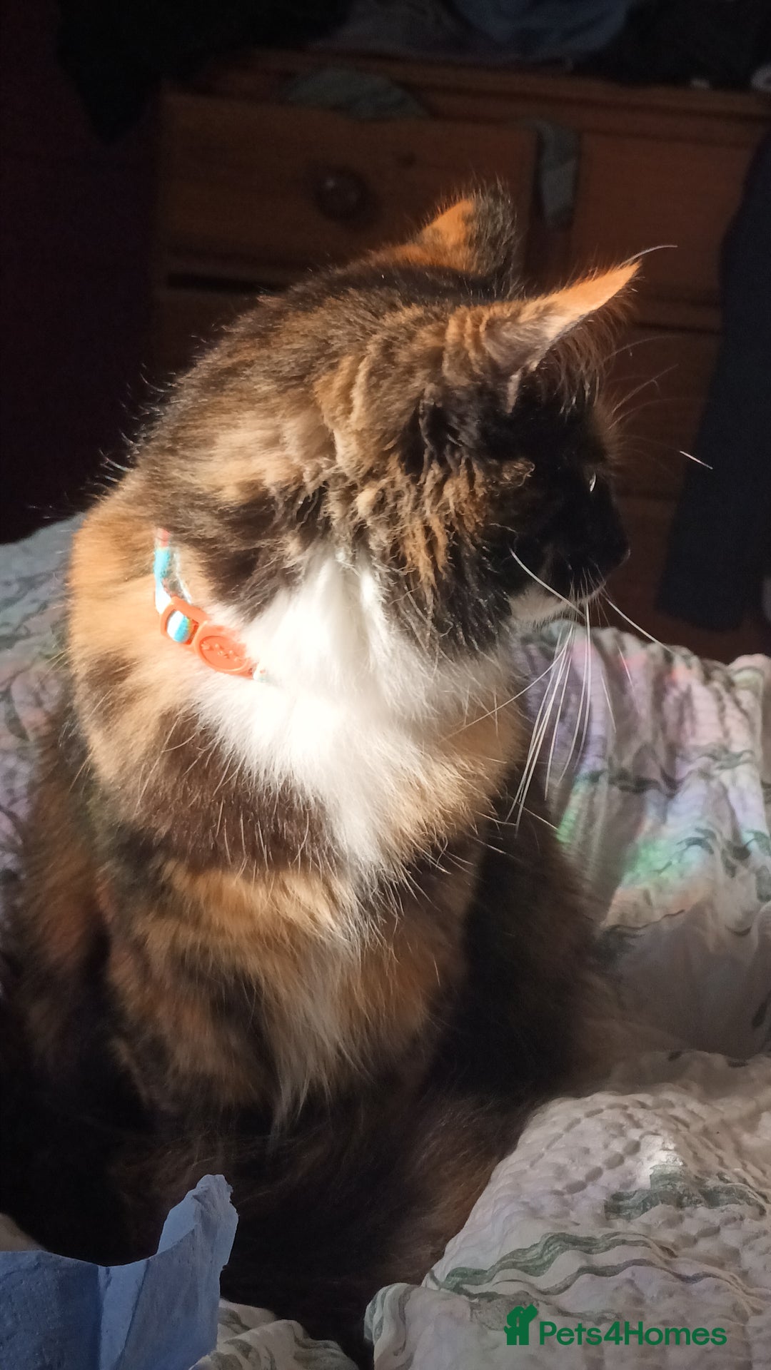 British Longhair cats for sale: Calico kitty for sale - Bella - Image 2