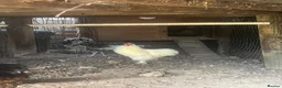 Chickens poultry for sale: Lovely white peking cockerel  - Advert 5