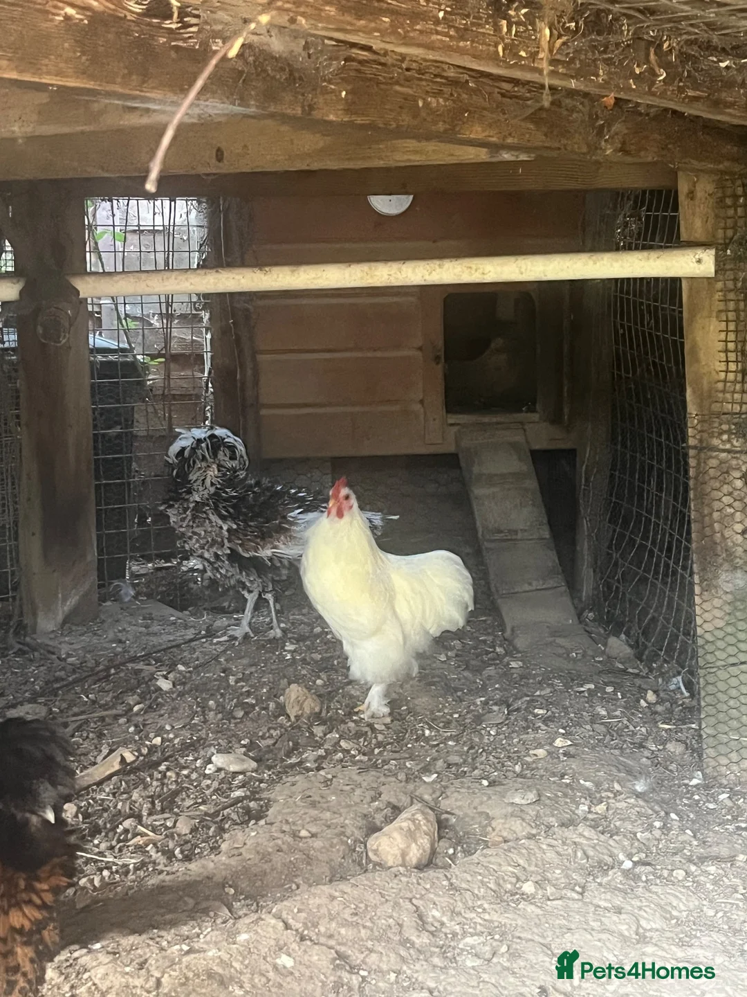 Chickens poultry for sale: Lovely white peking cockerel  - Advert 5