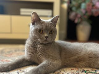 British Shorthair cats GCCF Reg Lilac BSH - Advert 1