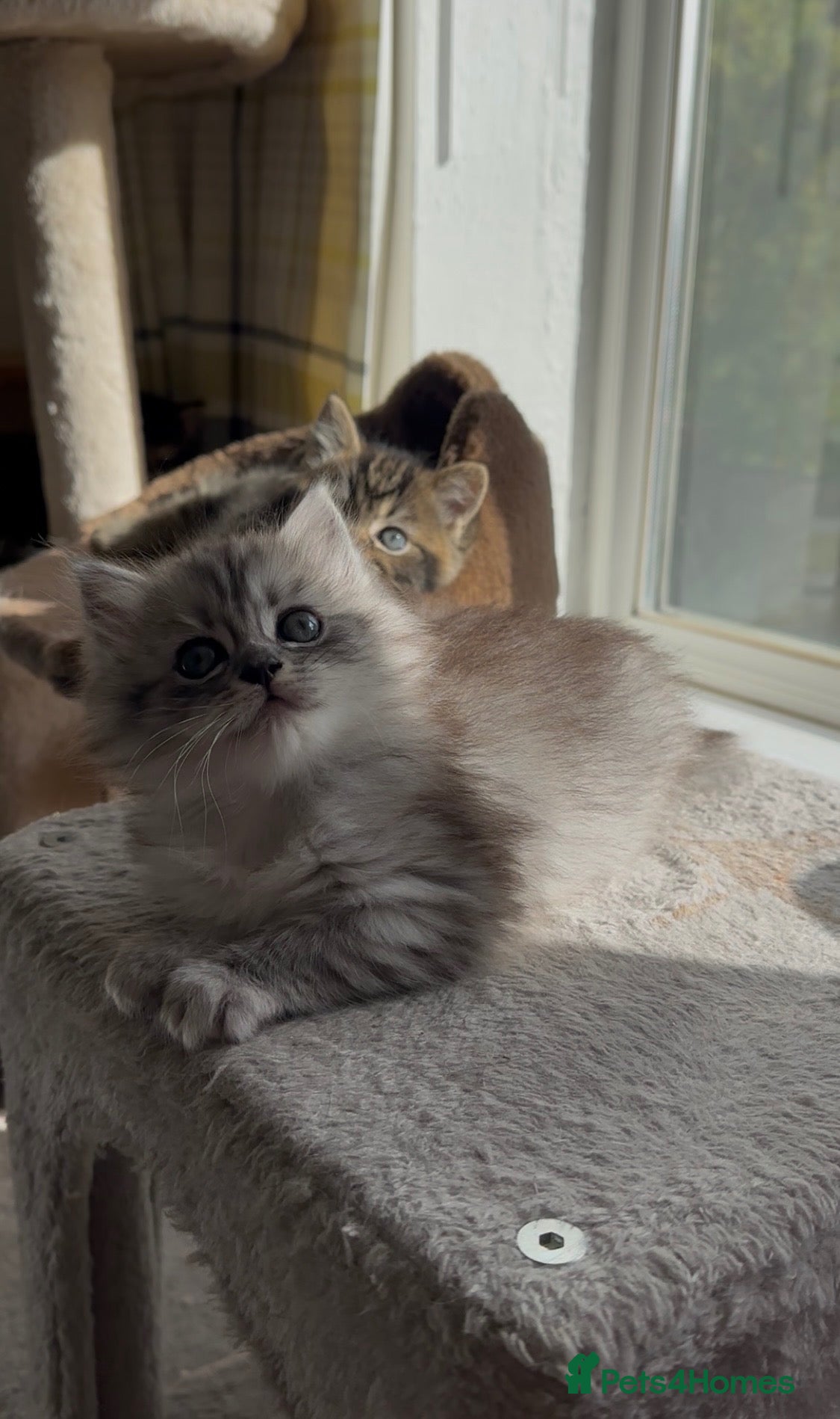 Persian cats FLUFFIEST PERSIAN-RAGDOLL KITTENS - Advert 7