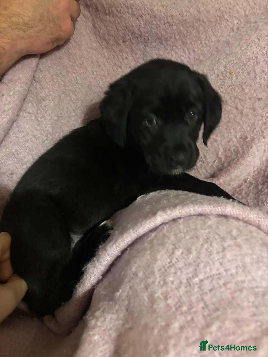 Goldador dogs for sale: Goldador puppies with a dash of dalmation  - Advert 13