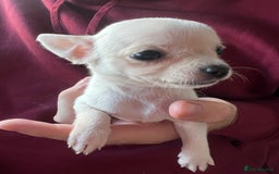 Chihuahua dogs for sale: READY NOW very small Chihuahuas  - Image 4