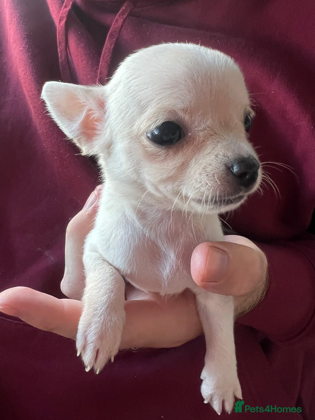 Chihuahua dogs for sale: READY NOW very small Chihuahuas  - Image 4