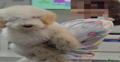 Miniature Poodle dogs Perfect  puppy/ KC reg miniature poodle  - Advert 3