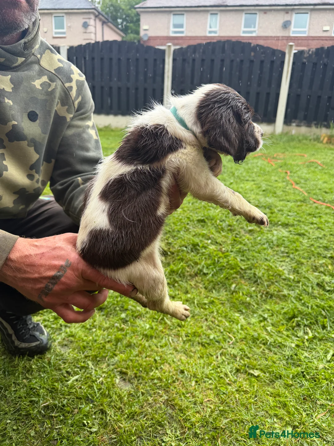 English Springer Spaniel dogs for sale: 🐾 KC Registered Springer Spaniel Puppies 🐾 in Sheffield - Advert 2