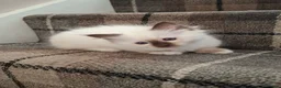 Birman cats for sale: Beautiful Birman kittens - Advert 4