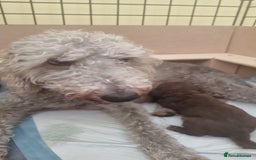 Bedlington Terrier dogs for sale: Bedlington Terrier puppies for sale in Hertford - Image 4