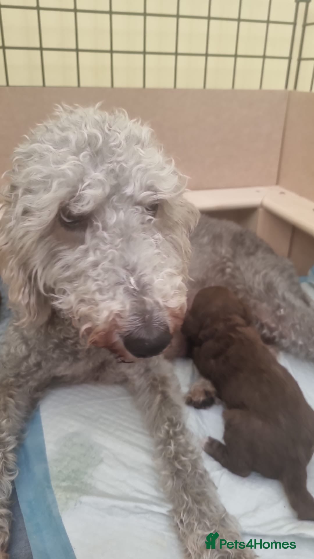 Bedlington Terrier dogs for sale: Bedlington Terrier puppies for sale in Hertford - Image 4