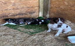 Sprollie dogs for sale: 3 Gorgeous Sprollies for sale - Image 3