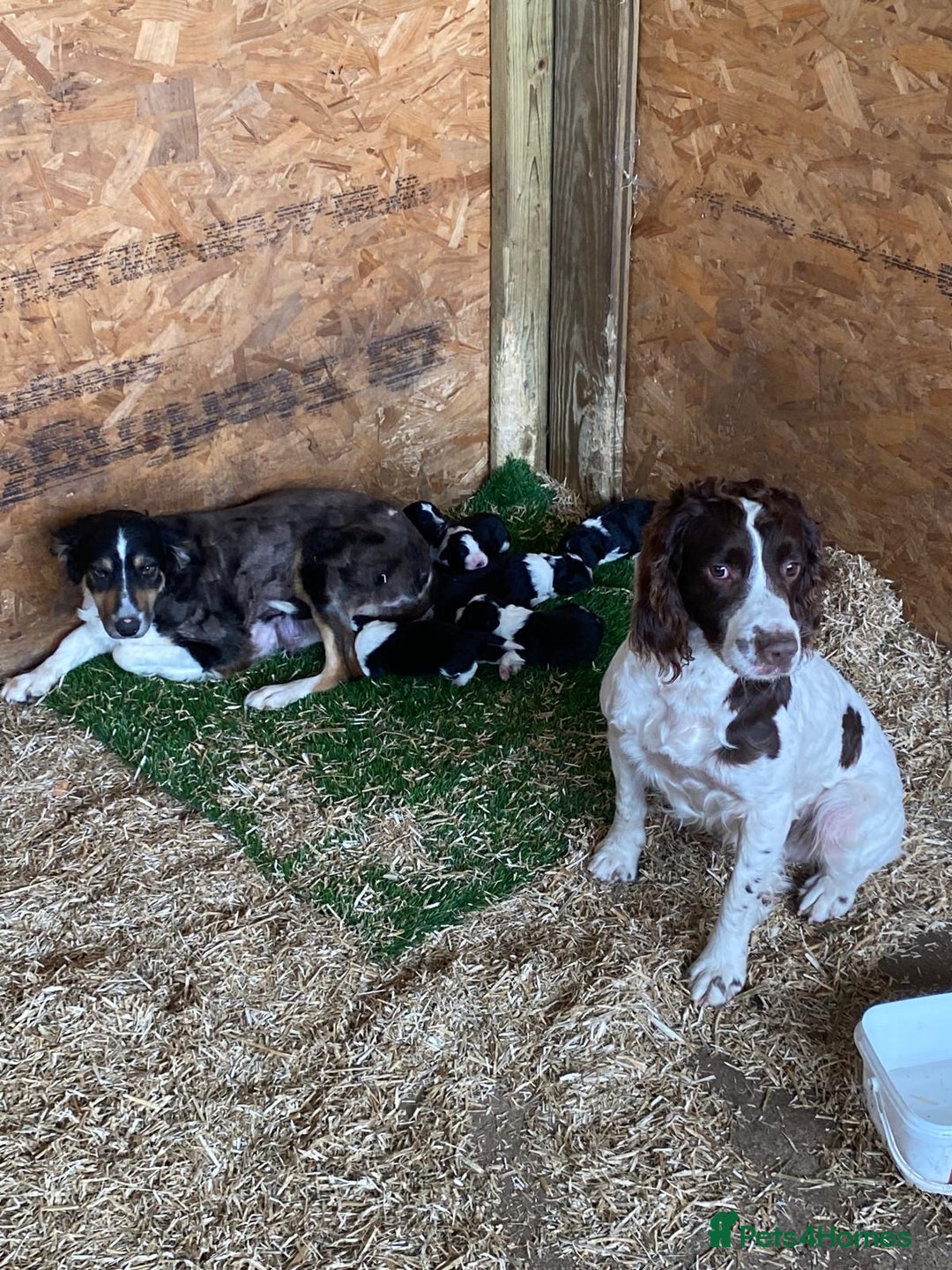 Sprollie dogs for sale: 3 Gorgeous Sprollies for sale - Image 3