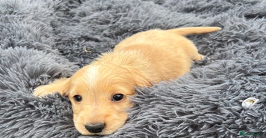 Cocker Spaniel dogs - Advert 10