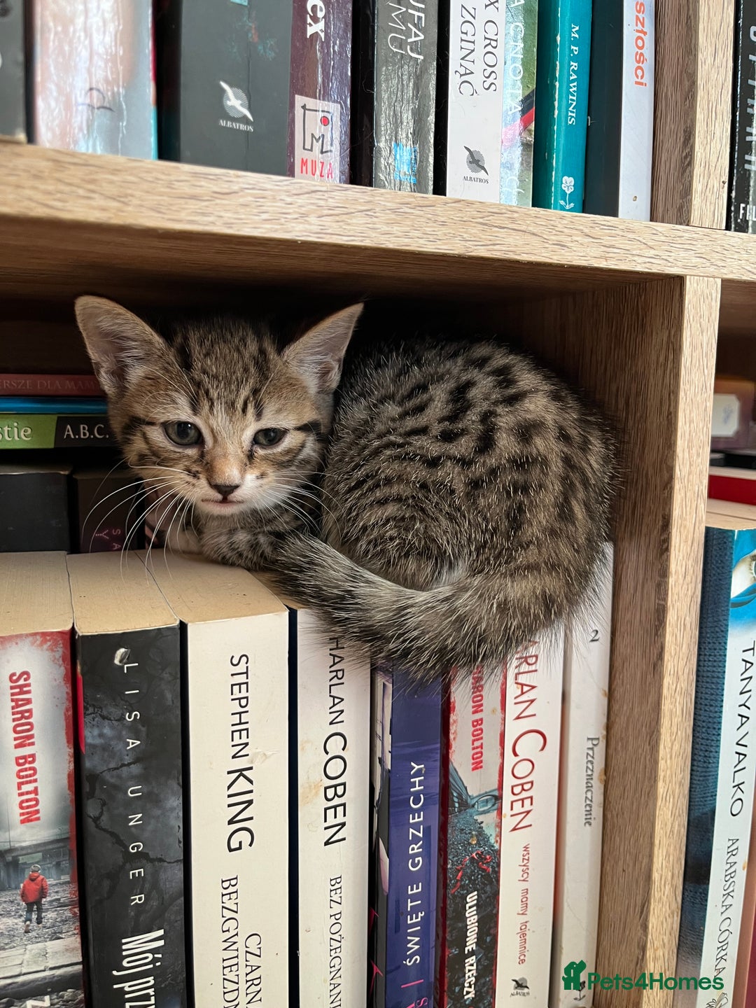 Mixed Breed cats for sale: 2 Tabby Kittens Looking for Loving Homes  - Advert 4