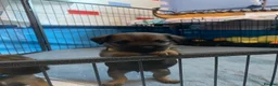 Border Terrier dogs for sale: **Border Terrier Puppies** in Glasgow - Advert 9
