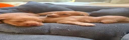 Miniature Dachshund dogs for sale:  KC Registered Long-Haired Dachshund Puppies ✨ - Advert 17