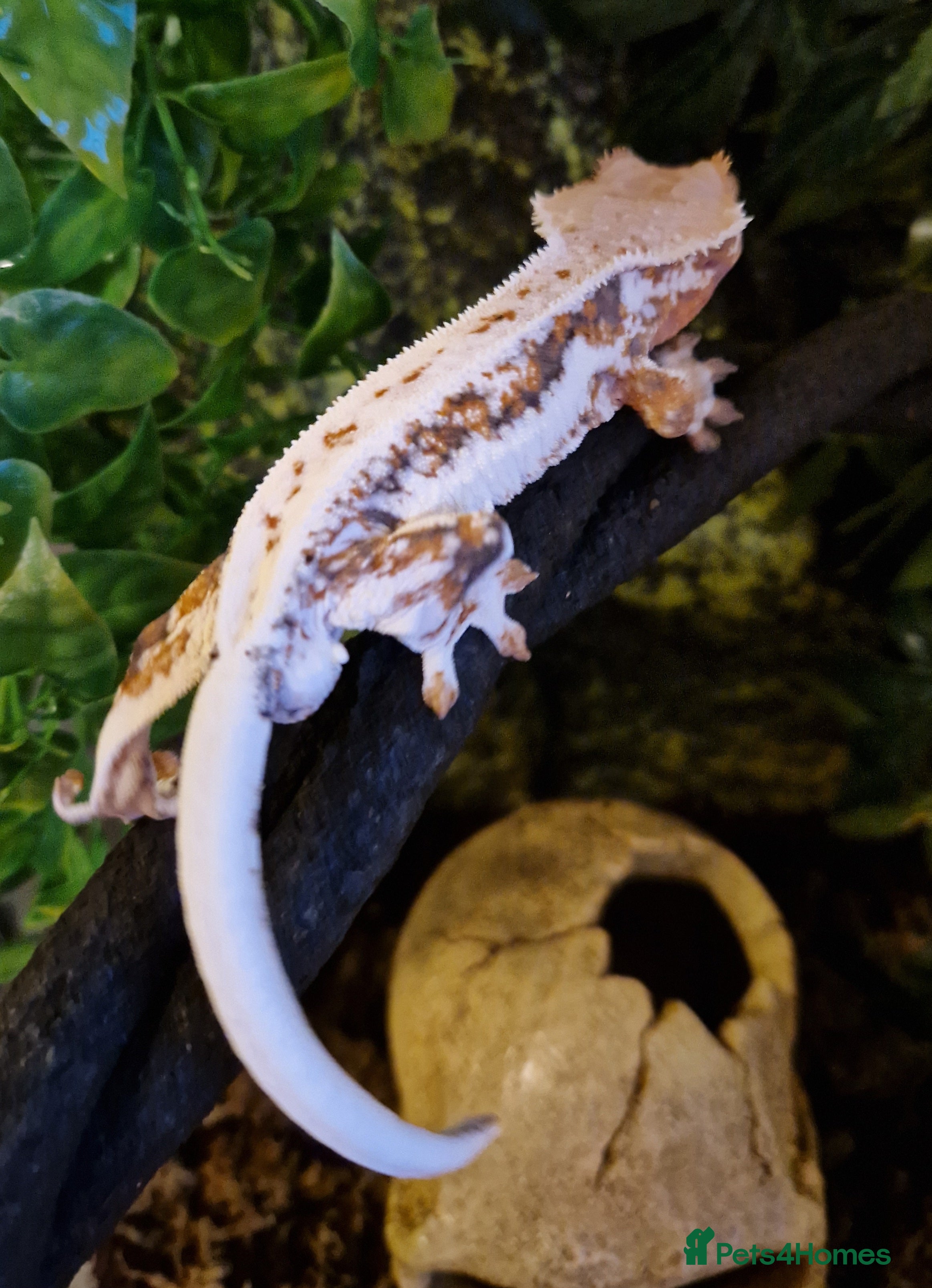 Gecko reptiles lily white crested geckos for sale - Advert 17