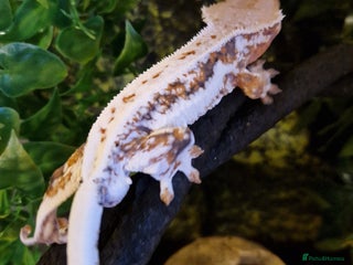 Gecko reptiles lily white crested geckos for sale - Advert 17