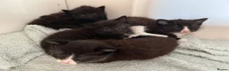 British Shorthair cats for sale: Kittens x4 - Advert 14