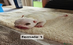 English Bulldog dogs for sale: Kennel club registered English bulldog puppies  - Image 3