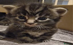 Mixed Breed cats for sale: Gorgeous Mixed Breed Main Coon Kittens  - Image 17