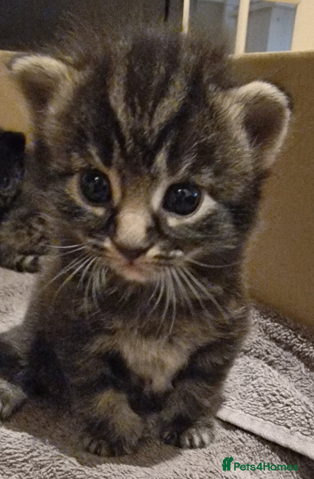 Mixed Breed cats for sale: Gorgeous Mixed Breed Main Coon Kittens  - Image 17