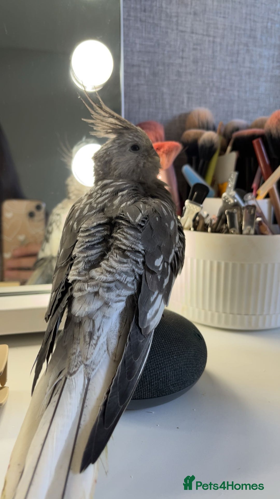 Cockatiels birds for sale: Not tame cockatiel called spike - Image 4