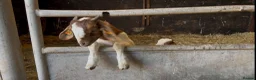 Goats livestock for sale: Boer Goat kids in Stoke-on-Trent - Advert 4