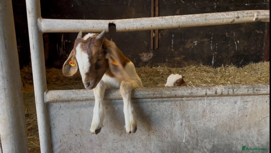 Goats livestock for sale: Boer Goat kids in Stoke-on-Trent - Advert 4