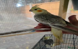 Cockatiels birds for sale: Silly hand tamed baby cockatiels for sale  - Image 15