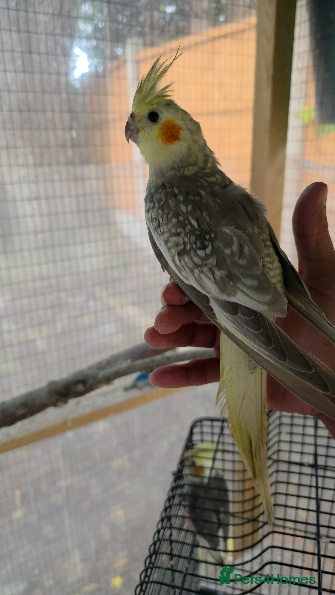 Cockatiels birds for sale: Silly hand tamed baby cockatiels for sale  - Image 15