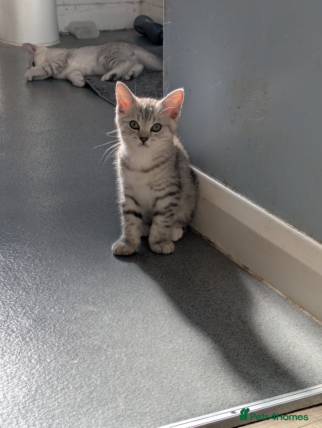 Mixed Breed cats for sale: 2 British Shorthair cross Ragdoll Boys Available  - Image 21