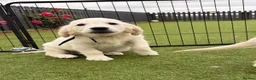 Golden Retriever dogs for sale: Kc registered health tested parents  - Advert 30